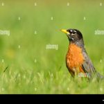 do robins eat grubs