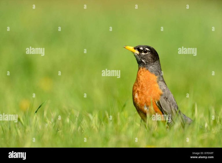 do robins eat grubs