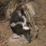 do skunks eat grubs