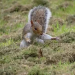 do squirrels dig for grubs