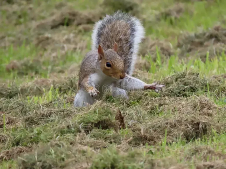do squirrels dig for grubs