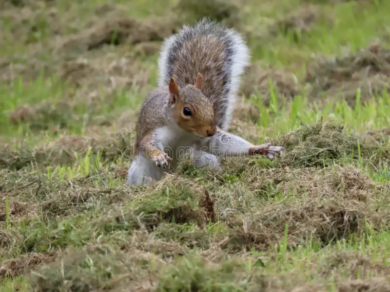 do squirrels dig for grubs