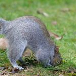 do squirrels eat grubs in the lawn