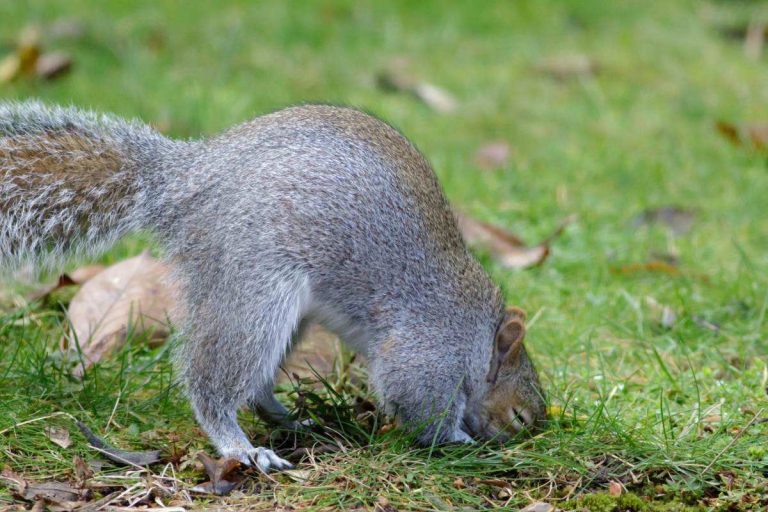 do squirrels eat grubs in the lawn