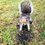 do squirrels eat grubs