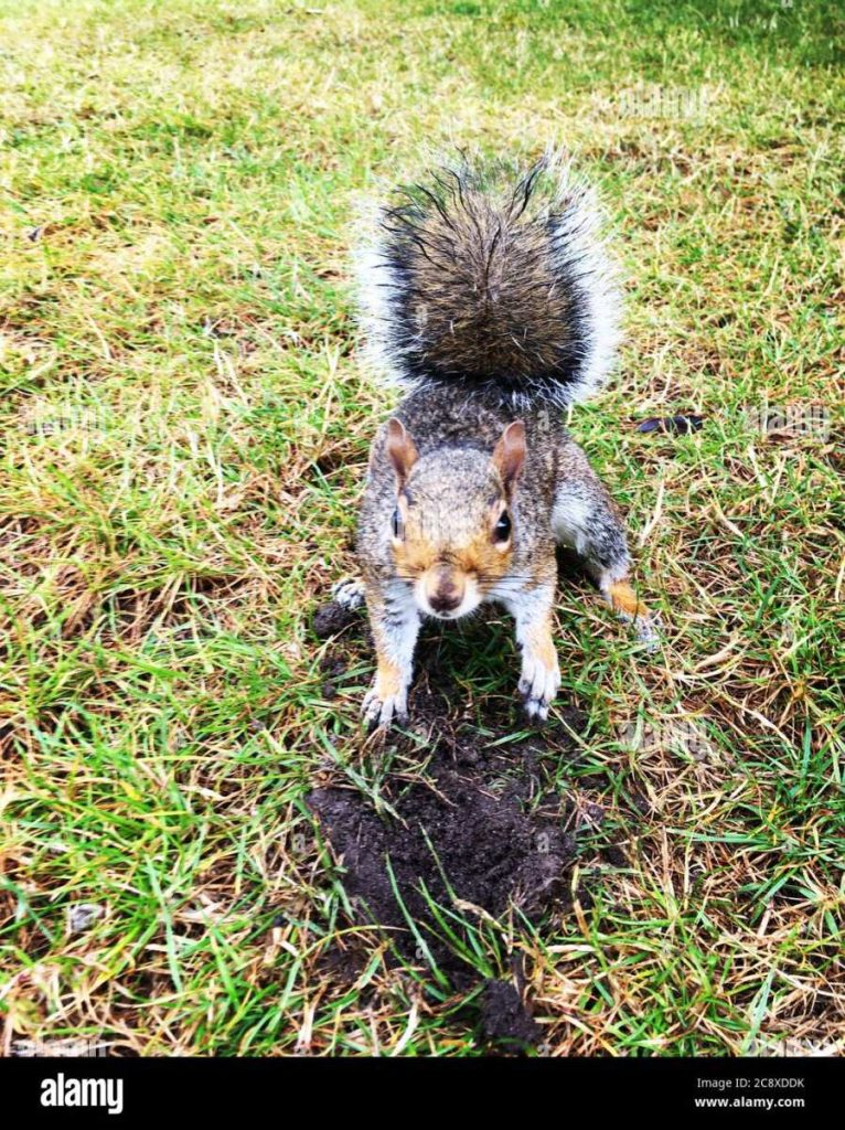 do squirrels eat grubs