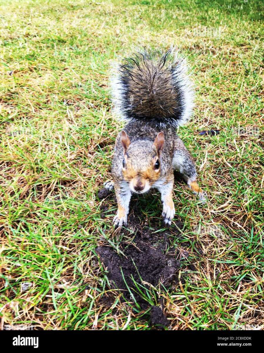 do squirrels eat grubs