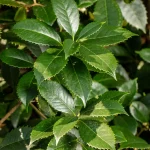 do tea olive trees lose their leaves