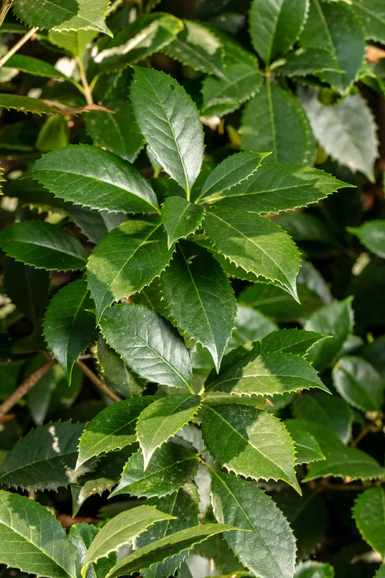 do tea olive trees lose their leaves