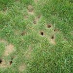 do voles eat grubs