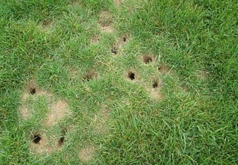 do voles eat grubs