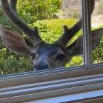 does human hair deter deer