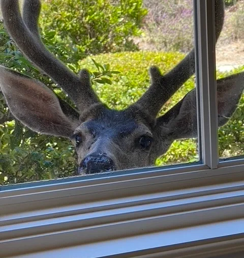 does human hair deter deer