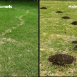 does killing grubs get rid of moles