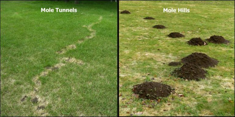 does killing grubs get rid of moles