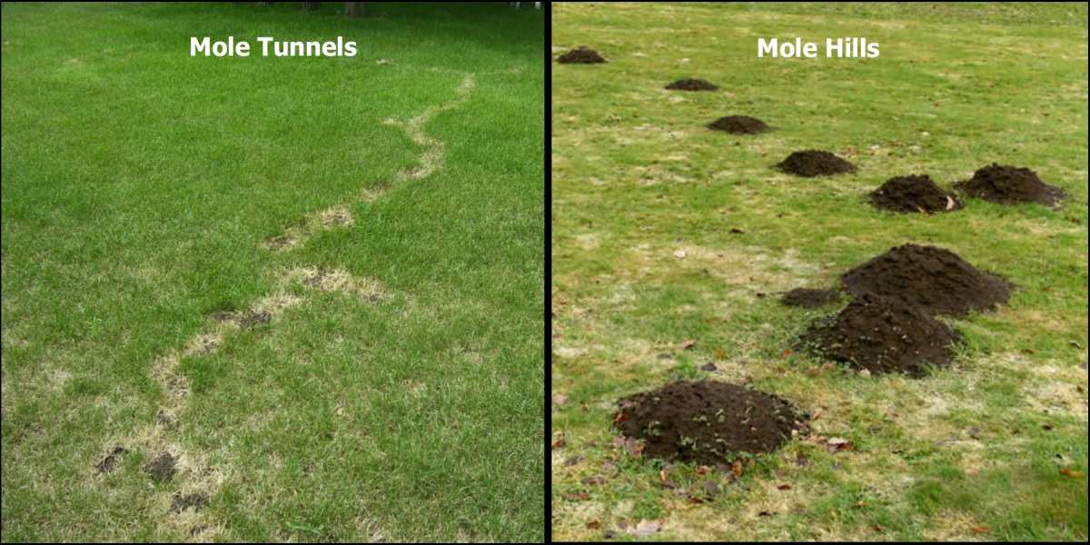 does killing grubs get rid of moles