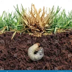 does triazicide kill grubs