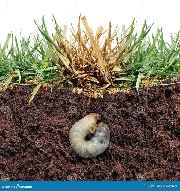 does triazicide kill grubs