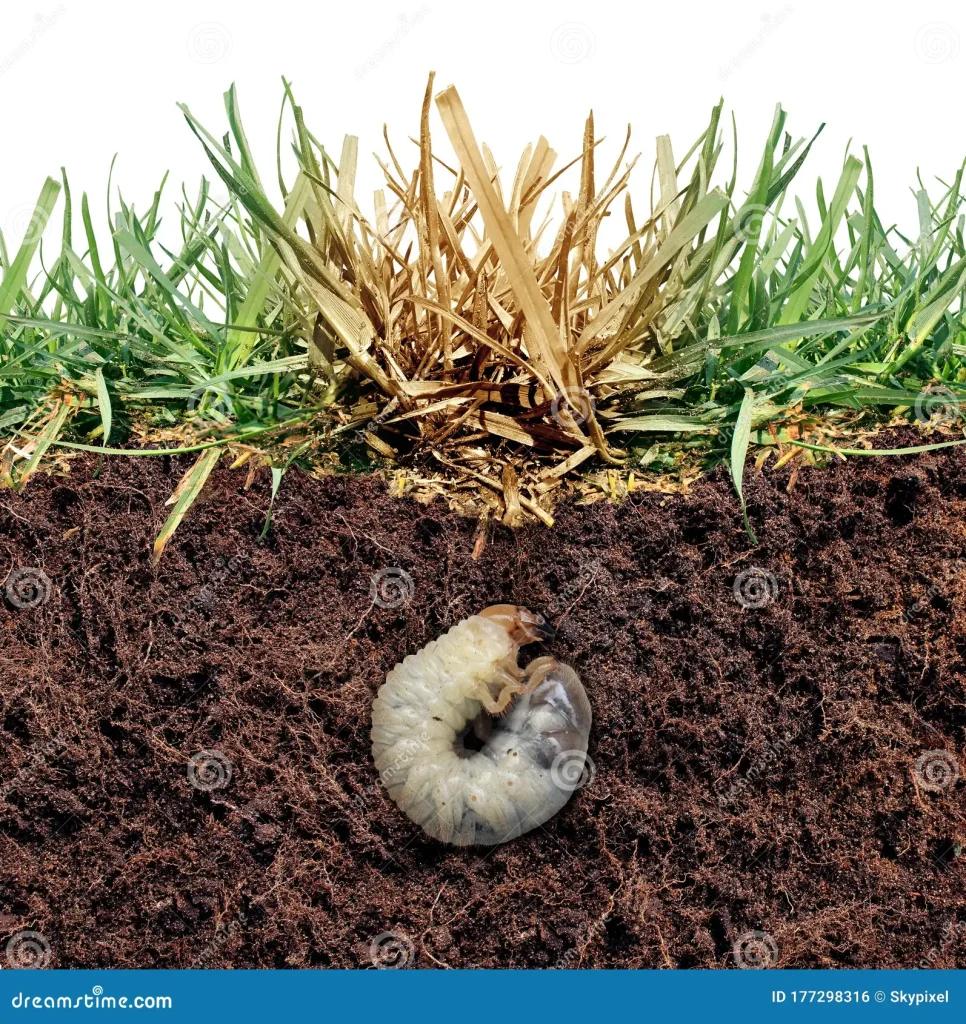 does triazicide kill grubs