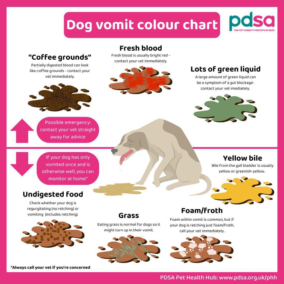 dog vomiting symptoms