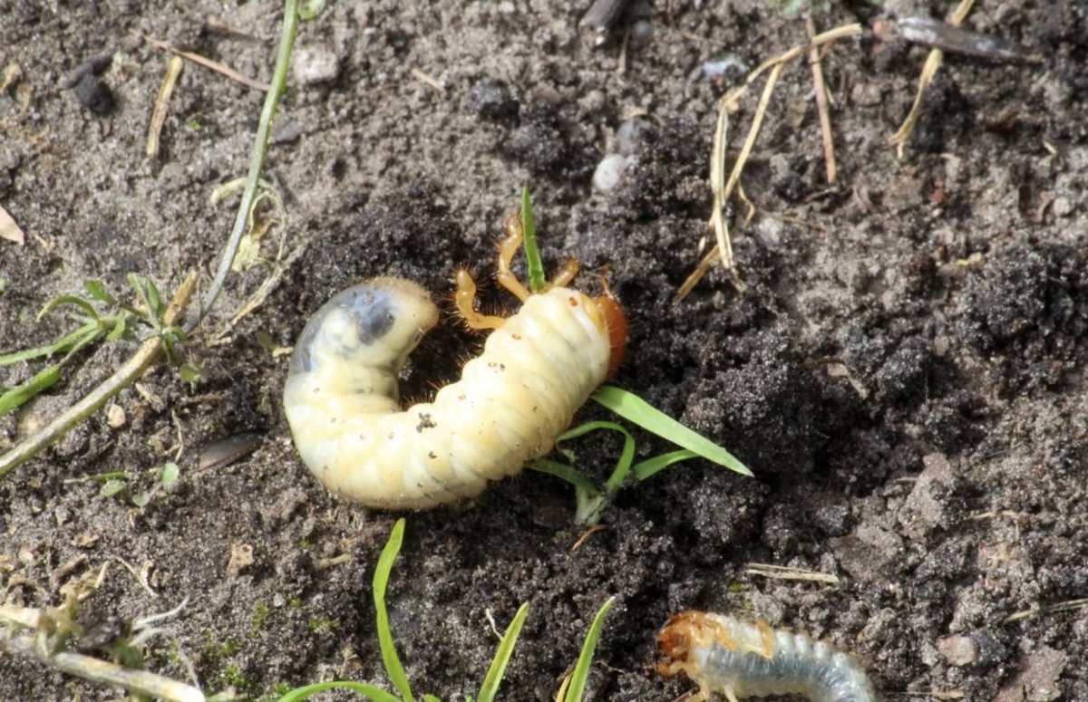 dying tree grub damage