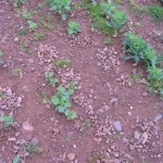 earthworm in garden soil