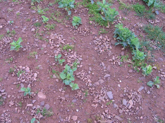 earthworm in garden soil