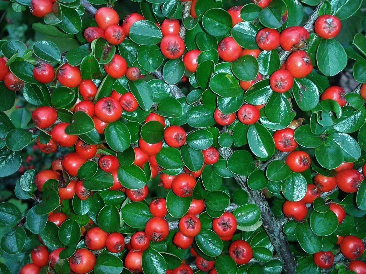 Eriobotrya japonica leaf close up
