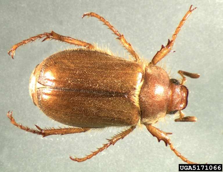European chafer beetle close up