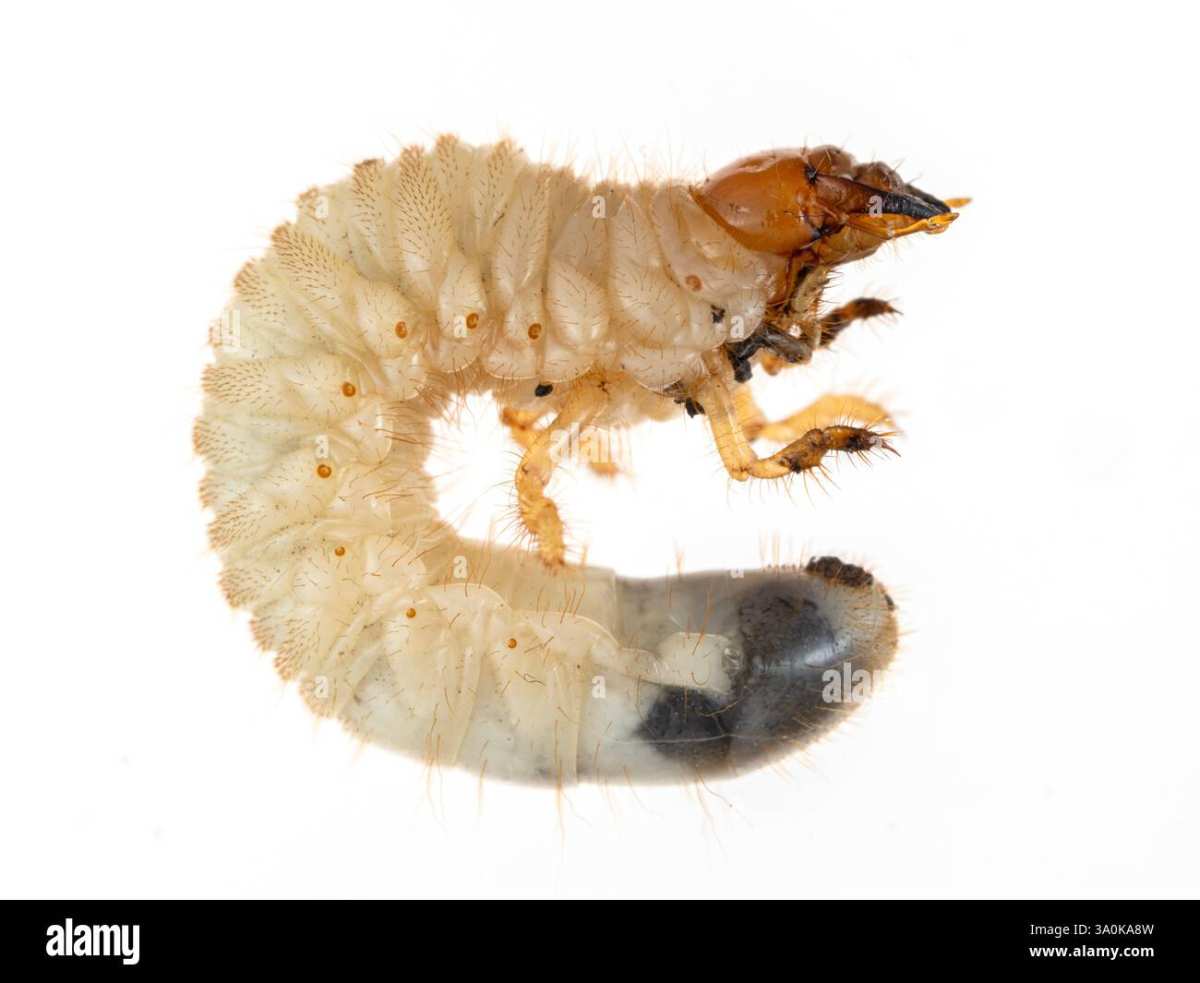 European chafer grub identification