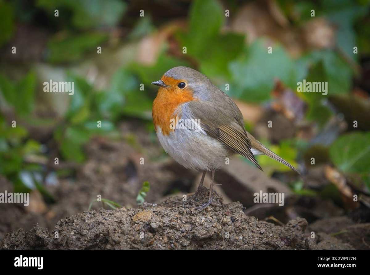 European robin foraging garden soil