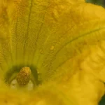 female pumpkin flowers dying before opening