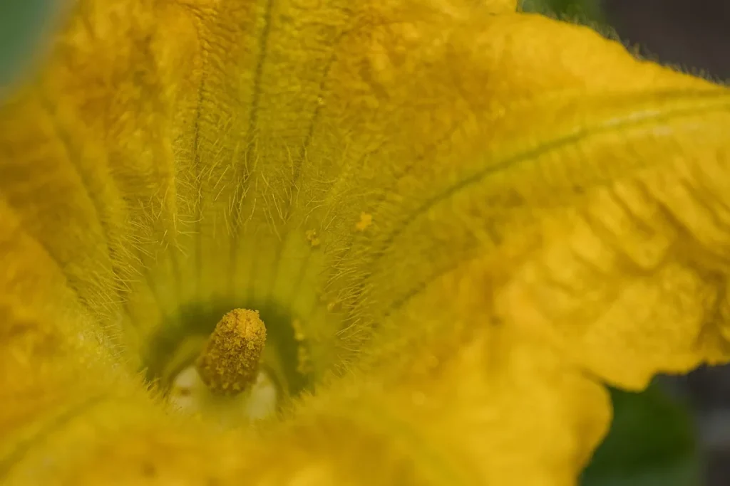 female pumpkin flowers not opening