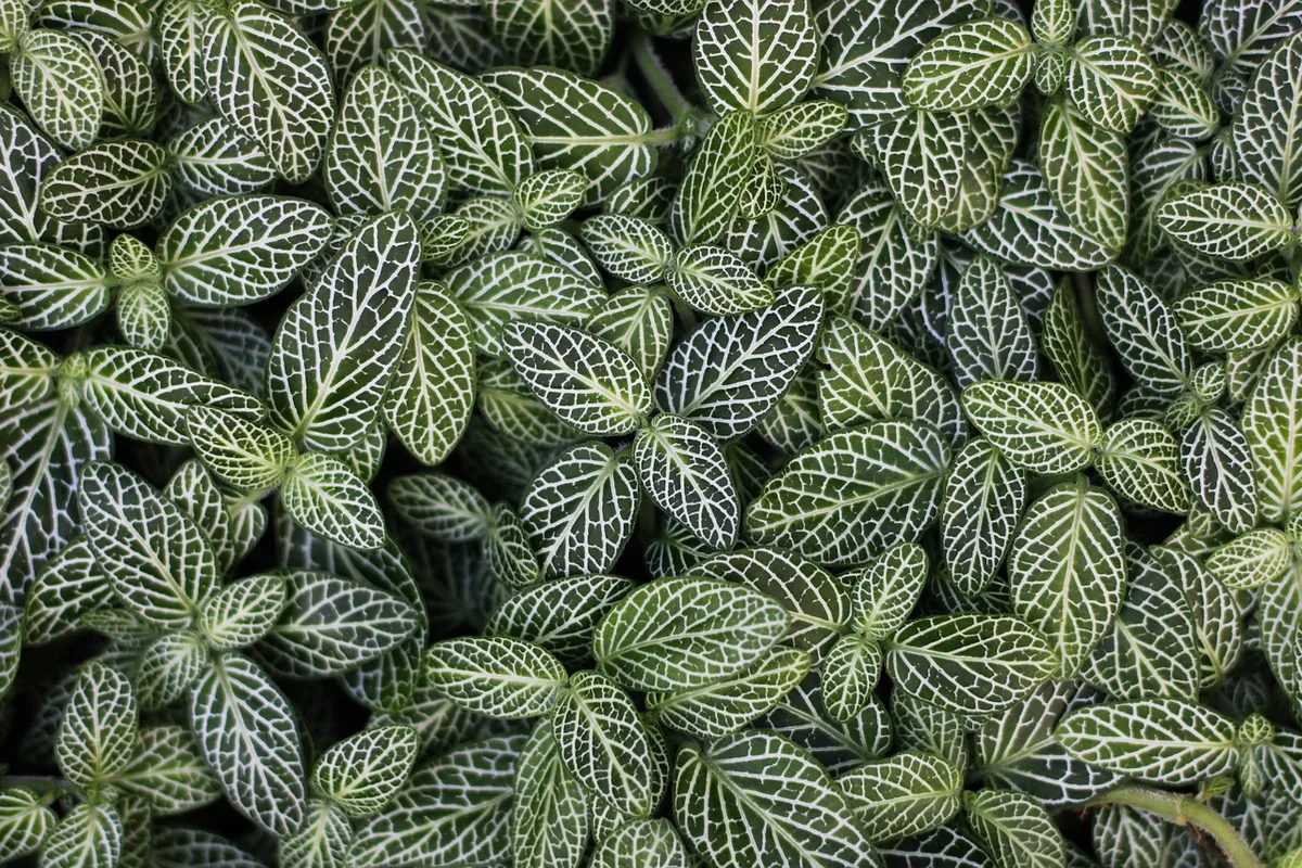 fertilizer burn on houseplant leaves