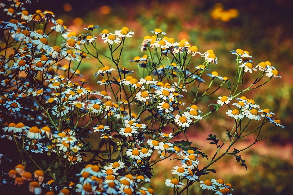 feverfew plant Tanacetum parthenium