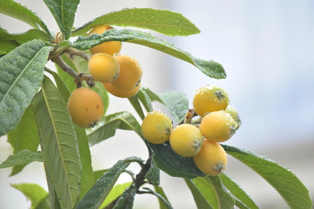 fungal leaf spot on loquat