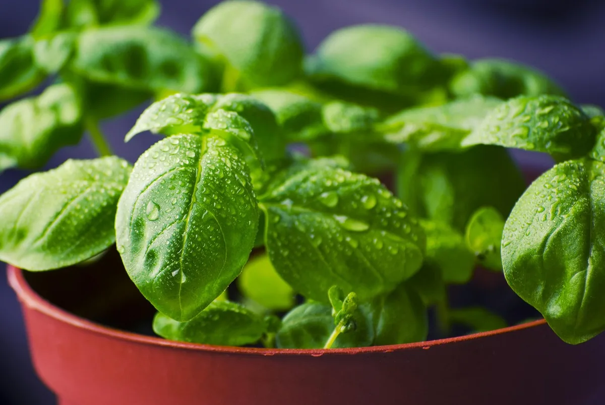 fusarium wilt basil plant yellowing wilting