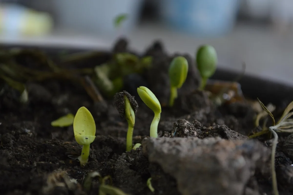 gardener checking soil moisture near zucchini plant