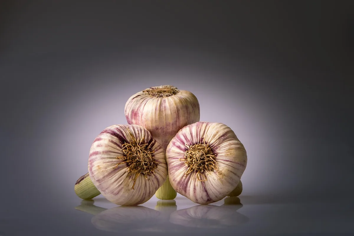 garlic basal rot close up