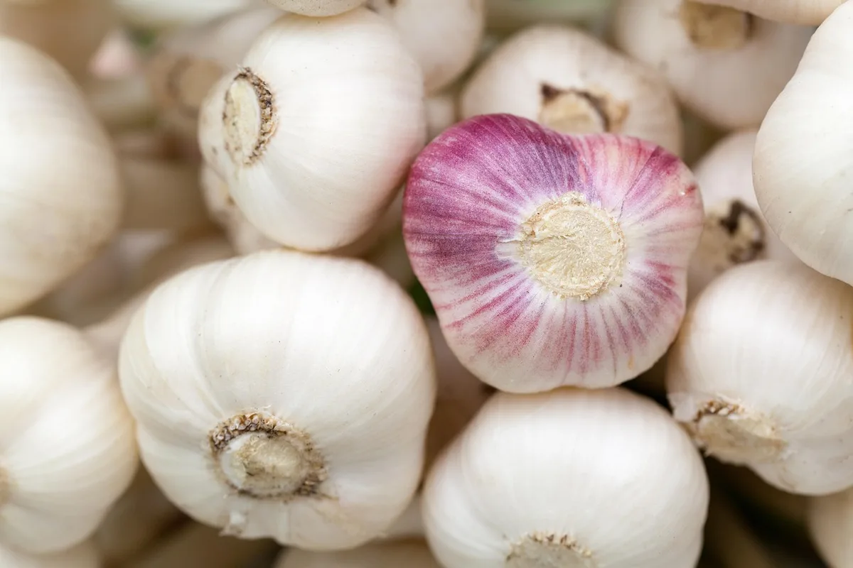 garlic harvest leaf senescence timing