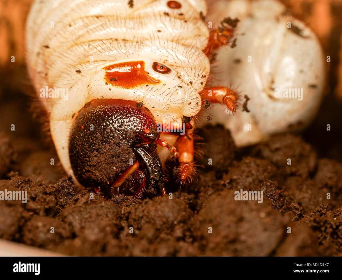 grass grub head capsule close up