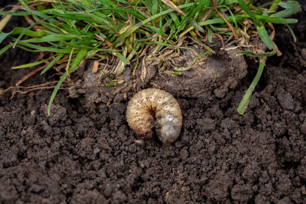 grub count in soil test