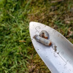 grub count per square foot