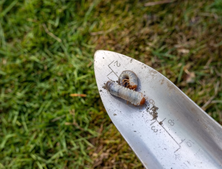 grub count per square foot
