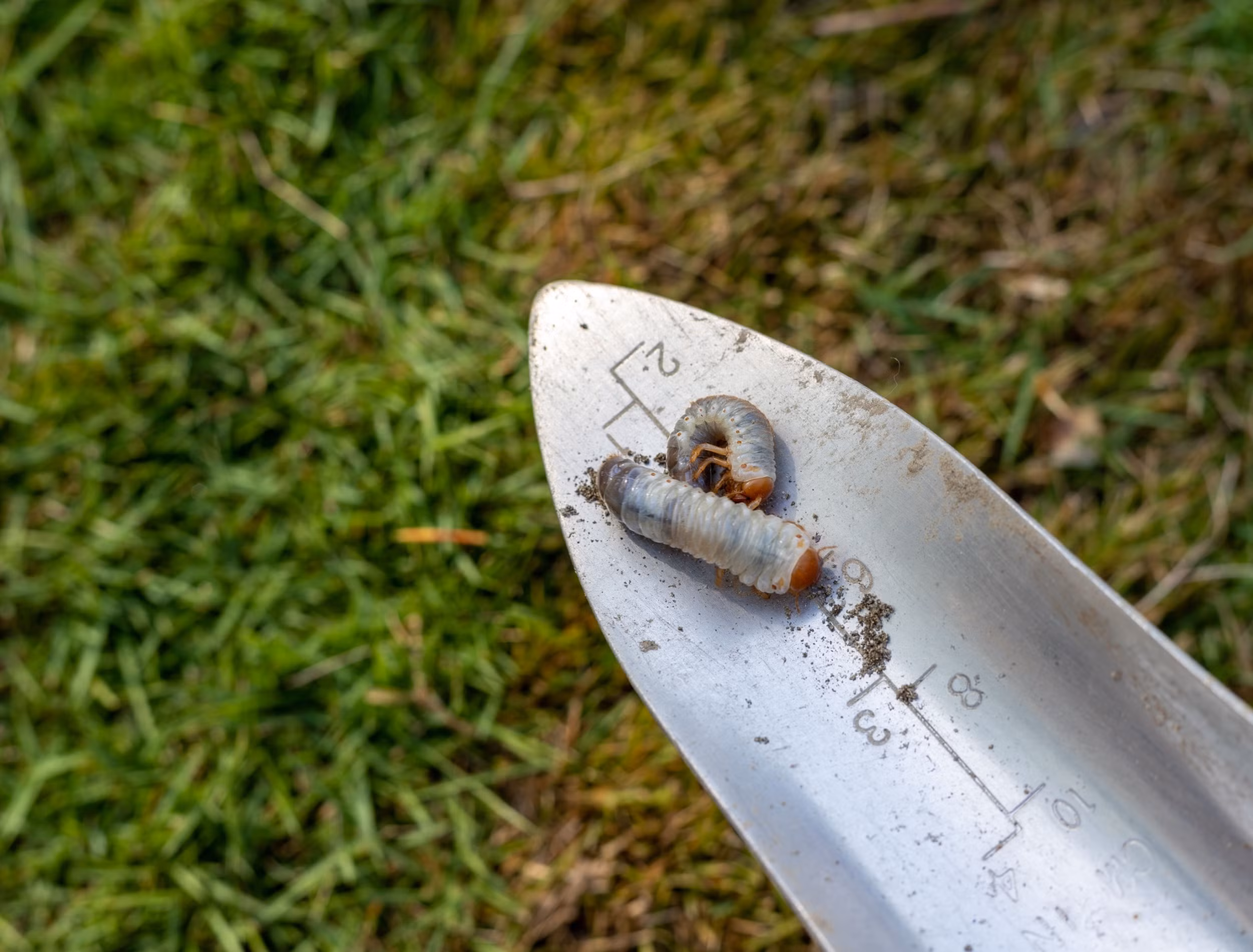 grub count per square foot