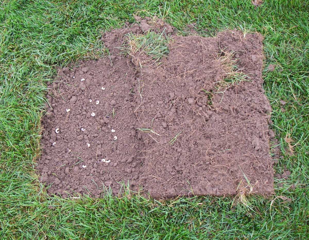 grub count threshold lawn