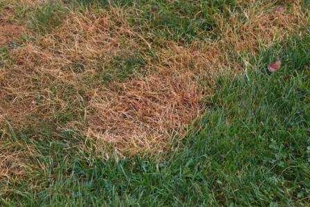 grub damage lawn brown patches