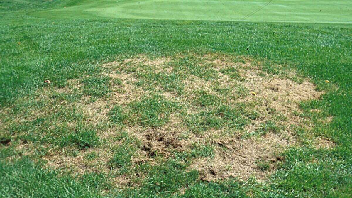 grub damage lawn diagnosis