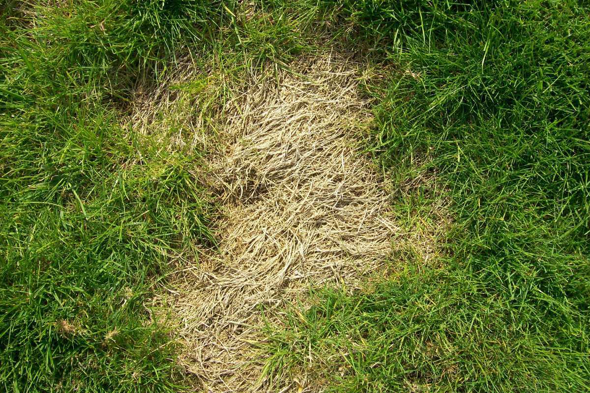 grub damage lawn