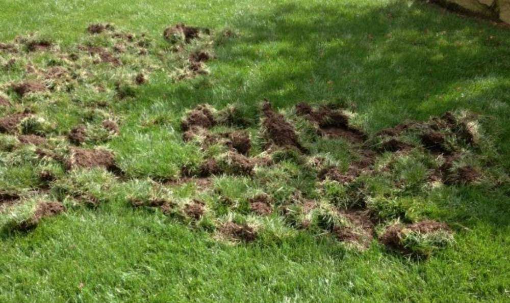 grub damaged turf peeling back carpet